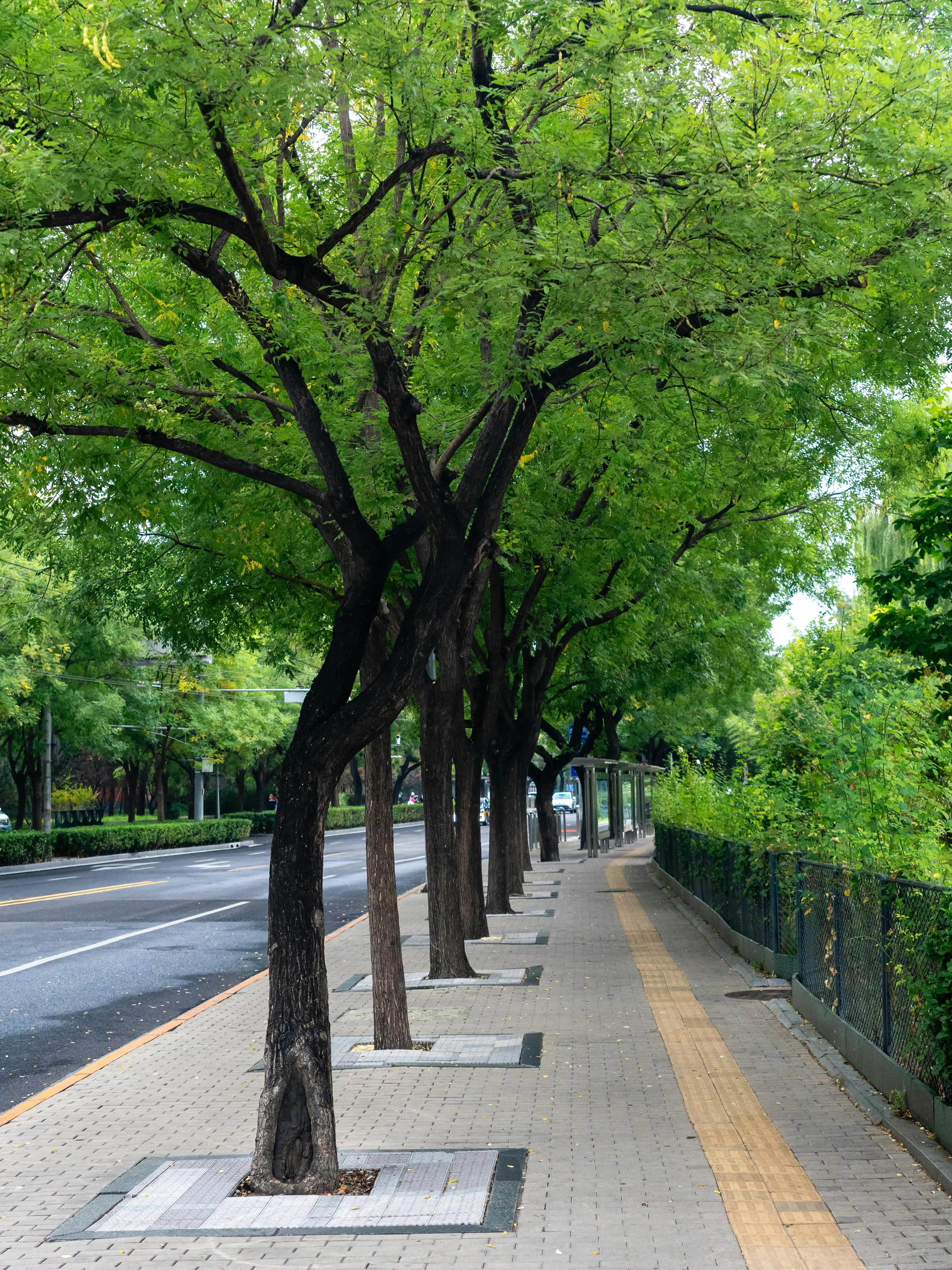 Calm tree-lined pathway inviting a peaceful afternoon walk